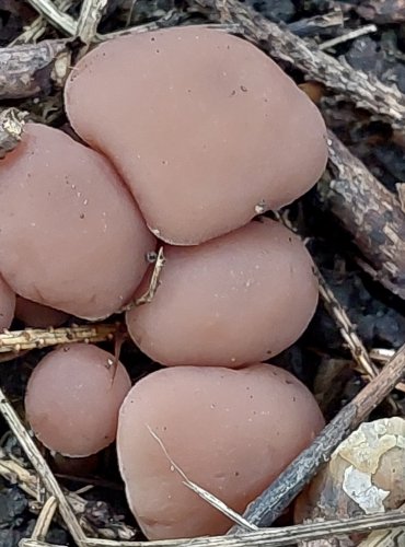 KŘEHUTKA ČOKOLÁDOVÁ (Psathyrella spadicea) FOTO: Marta Knauerová, 2022