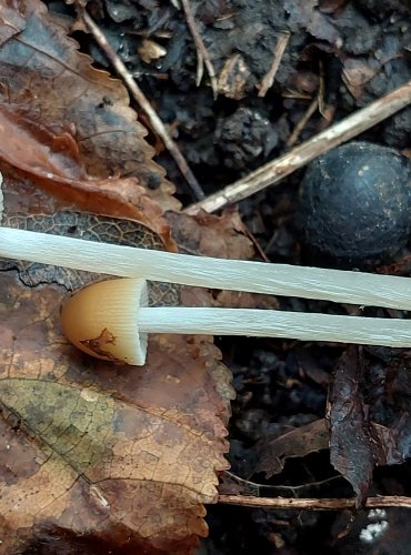 KŘEHUTKA bez bližšího určení (Psathyrella sp.) FOTO: Marta Knauerová, 2022 