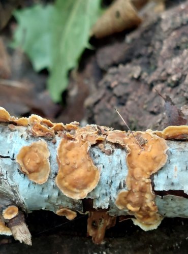 PEVNÍK CHLUPATÝ (Stereum hirsutum) FOTO: Marta Knauerová, 2022