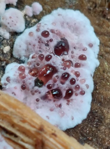 PEVNÍK NACHOVÝ (Chondrostereum purpureum) FOTO: Marta Knauerová, 2022