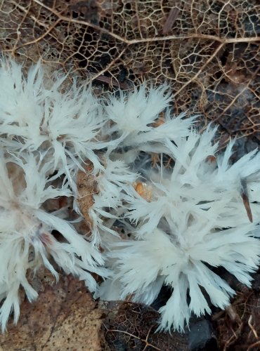 PLESŇÁK ČEKANKOVÝ (Thelephora penicillata) mladá plodnice, FOTO: Marta Knauerová, 2022