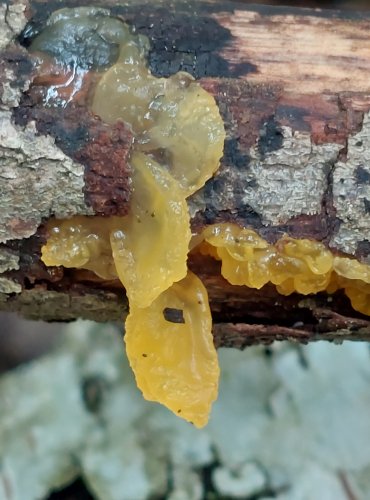 ROSOLOVKA MOZKOVITÁ (Tremella mesenterica) FOTO: Marta Knauerová, 2022