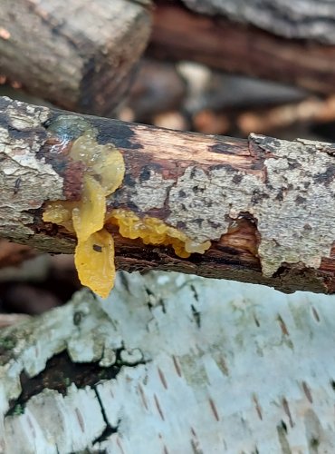 ROSOLOVKA MOZKOVITÁ (Tremella mesenterica) FOTO: Marta Knauerová, 2022