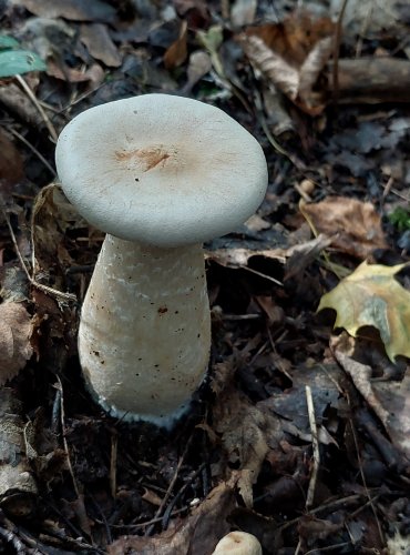 STRMĚLKA VELIKÁ (Infundibulicybe geotropa) FOTO: Marta Knauerová