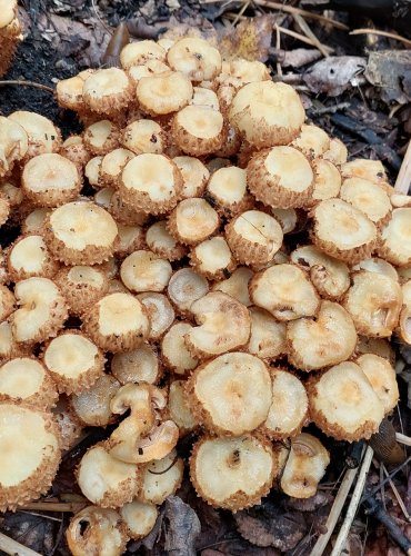 ŠUPINOVKA KOSTRBATÁ (Pholiota squarrosa) – trsy plodnic s okousanými temeny klobouků, FOTO: Marta Knauerová, 2022