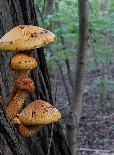 ŠUPINOVKA ZLATOZÁVOJNÁ (Pholiota aurivella) FOTO: Marta Knauerová, 2022