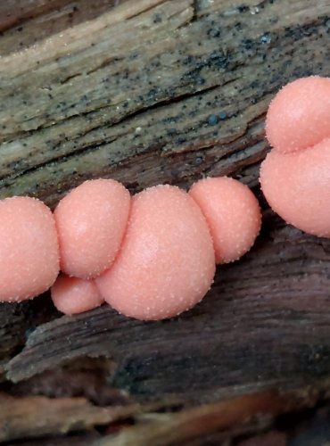 VLČÍ MLÉKO ČERVENÉ (Lycogala epidendrum) hlenka, FOTO: Marta Knauerová, 2022