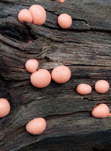 VLČÍ MLÉKO ČERVENÉ (Lycogala epidendrum) hlenka, FOTO: Marta Knauerová, 2022