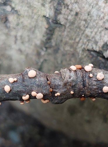 RÁŽOVKA RUMĚLKOVÁ (Nectria cinnabarina) FOTO: Marta Knauerová, 2022