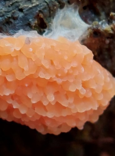 ZLEPNÍČEK JAHODOVITÝ (Tubifera ferruginosa) hlenka, FOTO: Marta Knauerová, 2022