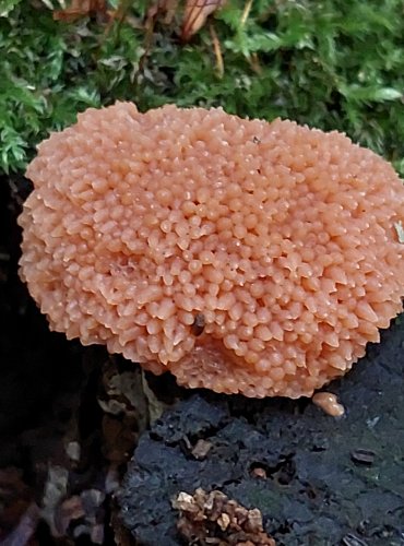 ZLEPNÍČEK JAHODOVITÝ (Tubifera ferruginosa) hlenka, FOTO: Marta Knauerová, 2022