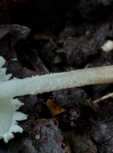 BEDLA POLONAHÁ (Cystolepiota seminuda) FOTO: Marta Knauerová, 2022