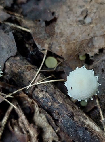 BEDLA POLONAHÁ (Cystolepiota seminuda) FOTO: Marta Knauerová, 2022