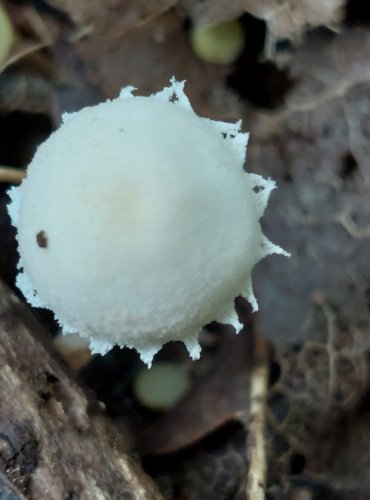 BEDLA POLONAHÁ (Cystolepiota seminuda) FOTO: Marta Knauerová, 2022