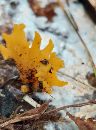 KRÁSNORŮŽEK VIDLENÝ (Calocera furcata) FOTO: Marta Knauerová, 2022