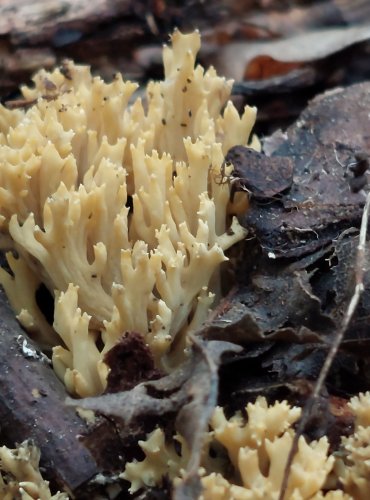 KUŘÁTKA ZELENAJÍCÍ (Phaeoclavulina abietina) FOTO: Marta Knauerová, 2022