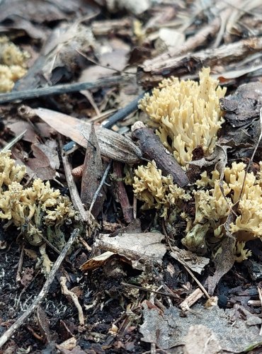 KUŘÁTKA ZELENAJÍCÍ (Phaeoclavulina abietina) FOTO: Marta Knauerová, 2022