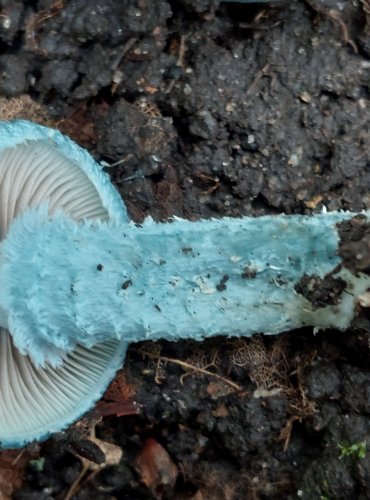 LÍMCOVKA MODRÁ (Stropharia caerulea) FOTO: Marta Knauerová, 2022