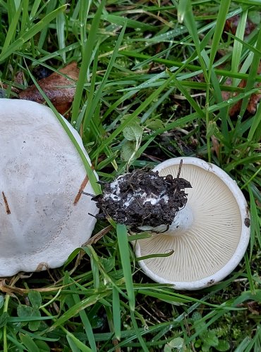 MECHOVKA OBECNÁ (Clitopilus prunulus) FOTO: Marta Knauerová, 2022