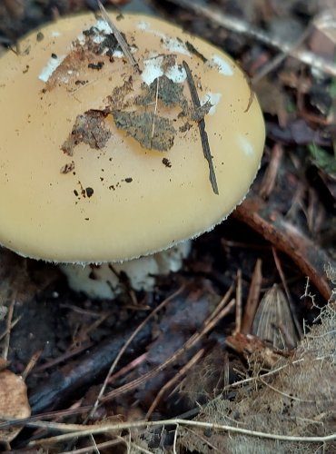 MUCHOMŮRKA SLÁMOŽLUTÁ (Amanita gemmata) FOTO: Marta Knauerová, 2022