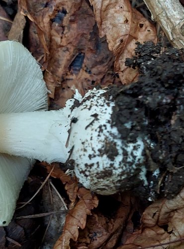 MUCHOMŮRKA SLÁMOŽLUTÁ (Amanita gemmata) FOTO: Marta Knauerová, 2022