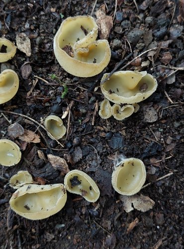 OUŠENKA bez bližšího určení (Sowerbyella sp.) FOTO: Marta Knauerová, 2022