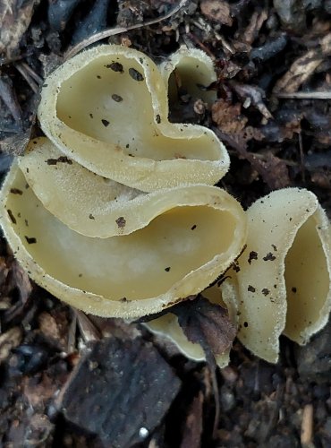 OUŠENKA bez bližšího určení (Sowerbyella sp.) FOTO: Marta Knauerová, 2022