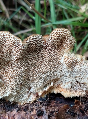 OUTKOVKA TROGOVA (Trametes trogii) FOTO: Marta Knauerová, 2022