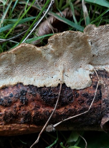 OUTKOVKA TROGOVA (Trametes trogii) FOTO: Marta Knauerová, 2022