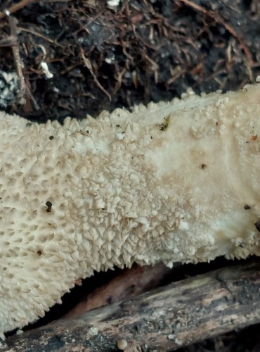 PÝCHAVKA PALICOVITÁ (Lycoperdon excipuliforme) FOTO: Marta Knauerová, 2022