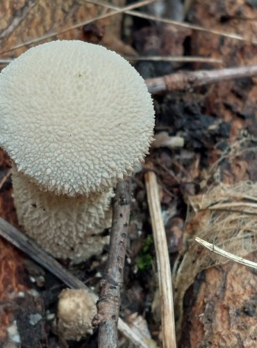 PÝCHAVKA PALICOVITÁ (Lycoperdon excipuliforme) FOTO: Marta Knauerová, 2022