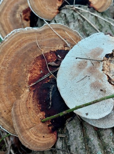 SÍŤKOVEC NAČERVENALÝ (Daedaleopsis confragosa) FOTO: Marta Knauerová, 2022