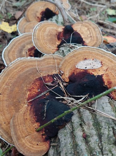 SÍŤKOVEC NAČERVENALÝ (Daedaleopsis confragosa) FOTO: Marta Knauerová, 2022