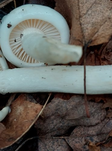 ŠŤAVNATKA DRVOPLEŇOVÁ (Hygrophorus cossus) FOTO: Marta Knauerová, 2022