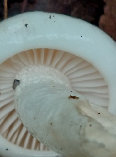 ŠŤAVNATKA DRVOPLEŇOVÁ (Hygrophorus cossus) FOTO: Marta Knauerová, 2022