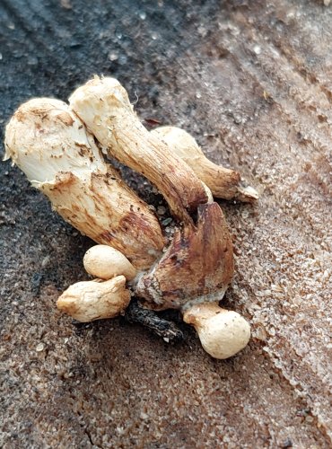 ŠUPINOVKA ZHOUBNÁ (Hemipholiota populnea) FOTO: Marta Knauerová, 2022