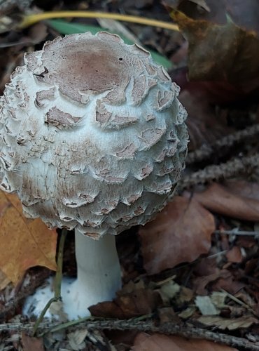 BEDLA ŠEDOHNĚDÁ (Chlorophyllum olivieri) FOTO: Marta Knauerová, 2022