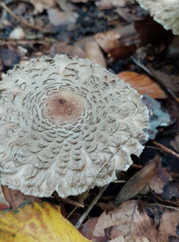 BEDLA ŠEDOHNĚDÁ (Chlorophyllum olivieri) FOTO: Marta Knauerová, 2022