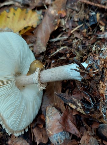 BEDLA ŠEDOHNĚDÁ (Chlorophyllum olivieri) FOTO: Marta Knauerová, 2022