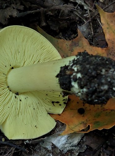 ČIRŮVKA OSIKOVÁ (Tricholoma frondosae) FOTO: Marta Knauerová, 2022