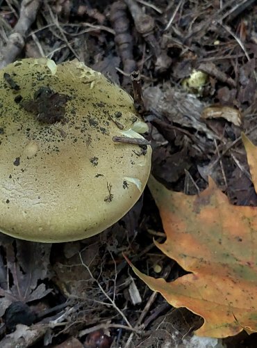 ČIRŮVKA OSIKOVÁ (Tricholoma frondosae) FOTO: Marta Knauerová, 2022