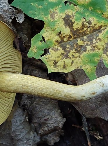 ČIRŮVKA SÍROŽLUTÁ (Tricholoma sulphureum) FOTO: Marta Knauerová, 2022