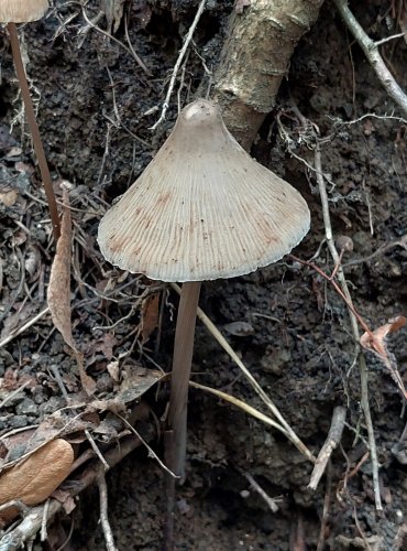 HELMOVKA RÝHONOHÁ (Mycena polygramma) FOTO: Marta Knauerová, 2022