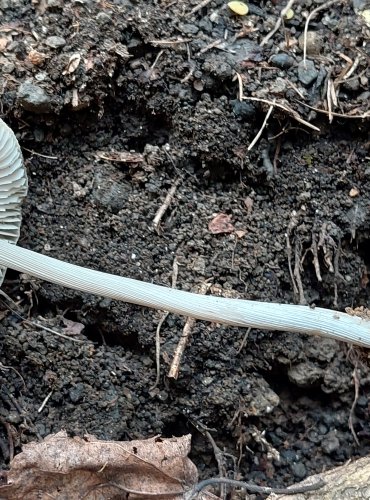 HELMOVKA RÝHONOHÁ (Mycena polygramma) FOTO: Marta Knauerová, 2022