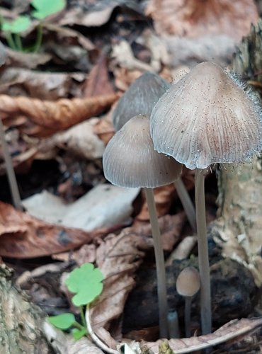 HELMOVKA RÝHONOHÁ (Mycena polygramma) FOTO: Marta Knauerová, 2022