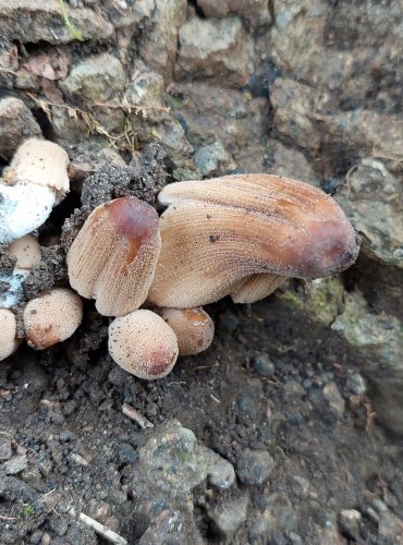 HNOJNÍK TŘPYTIVÝ (Coprinellus micaceus) FOTO: Marta Knauerová, 2022