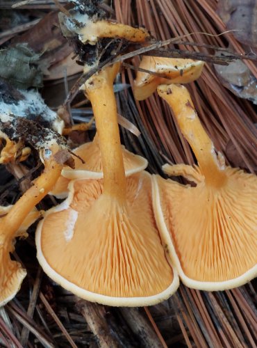 LIŠTIČKA POMERANČOVÁ (Hygrophoropsis aurantiaca) FOTO: Marta Knauerová, 2022