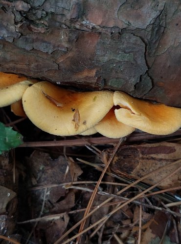 LIŠTIČKA POMERANČOVÁ (Hygrophoropsis aurantiaca) FOTO: Marta Knauerová, 2022