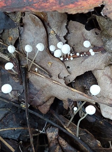 ŠPIČKA LISTOVÁ (Marasmius epiphyllus) FOTO: Marta Knauerová