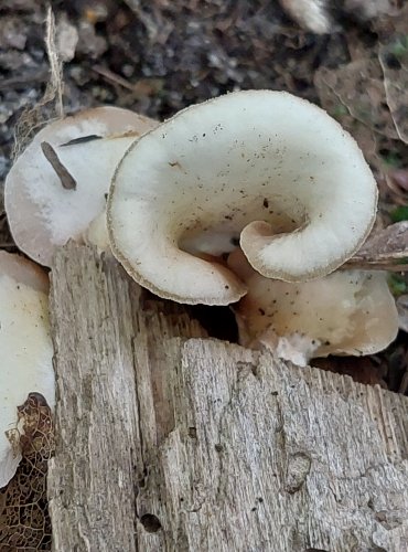 TREPKOVITKA MĚKKÁ (Crepidotus mollis) FOTO: Marta Knauerová, 2022